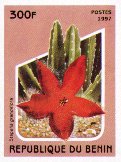 Stapelia grandiflora