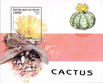 Pleiospilos willowmoorensis