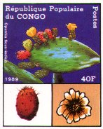 Opuntia ficus-indica