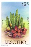 Stapelia flavirostris