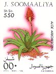 Aloe arborescens