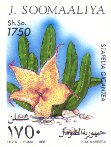 Stapelia gigantea