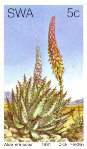 Aloe erinacea