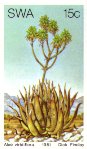 Aloe viridiflora