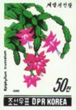 Epiphyllum truncatum