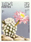 Mammillaria thereseae