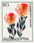 Leucadendron discolor