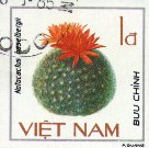 Notocactus haselbergii