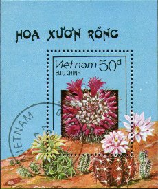 Mammillaria, Gymnocalycium, Notocactus etc.