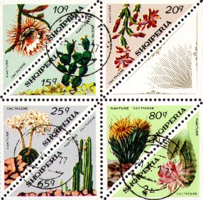 Selenicereus macdonaldiae, Opuntia vulgaris, Pereskia vargasii, Malacocarpus erinaceus, Carnegiea gigantea, Hylocereus sp., Epiphyllum sp.