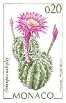 Echinopsis multiplex