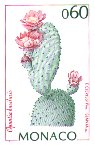 Opuntia basilaris