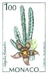 Stapelia flavivostris