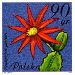 Epiphyllopsis gaertneri