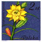 Cylindropuntia leptocaulis