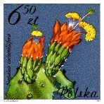 Nopalea cochenillifera