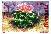 Thelocactus sp.