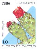 Opuntia millspaughii