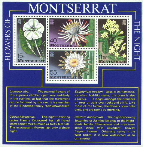 Ipomoea alba, Epiphyllum hookeri und Cereus hexagonus