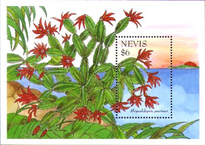 Rhipsalidopsis gaertneri