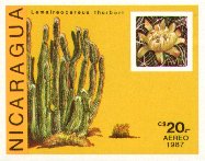 Lemaireocereus thurberi