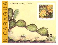 Opuntia ficus-indica
