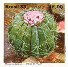 Melocactus bahiensis